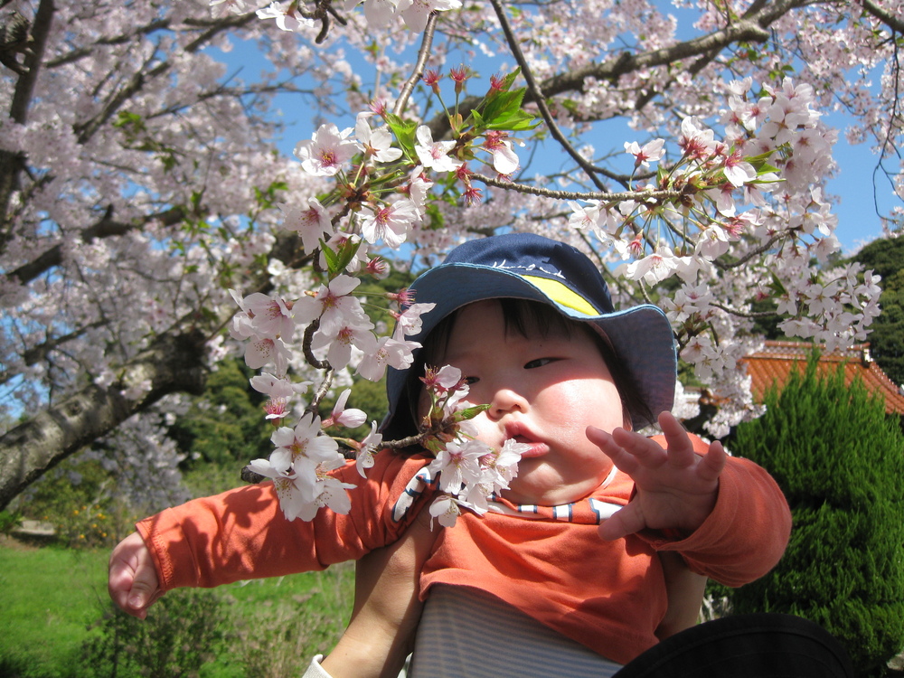 桜に手を伸ばしている