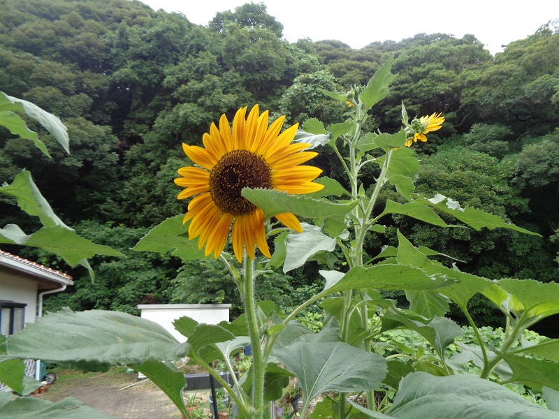 ひまわり