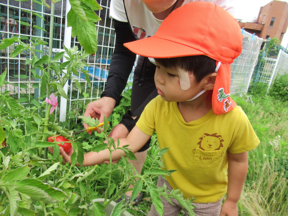 野菜を収穫している