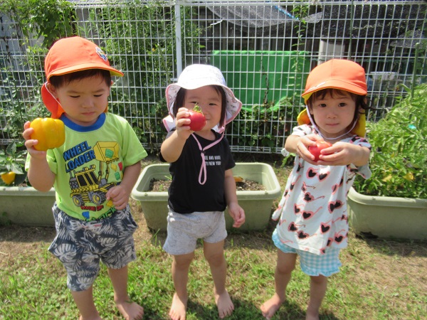 トマトとパプリカを収穫した