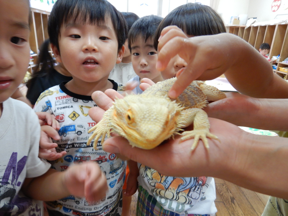 トカゲを見る男の子