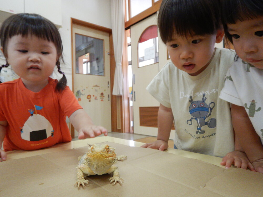 生き物と触れ合う