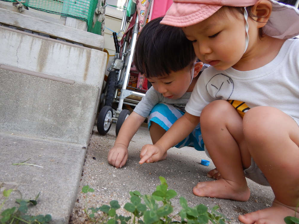 ダンゴむし探し
