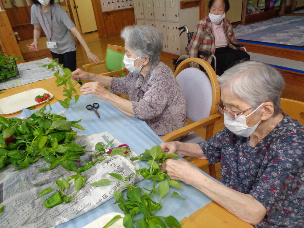 野菜収穫