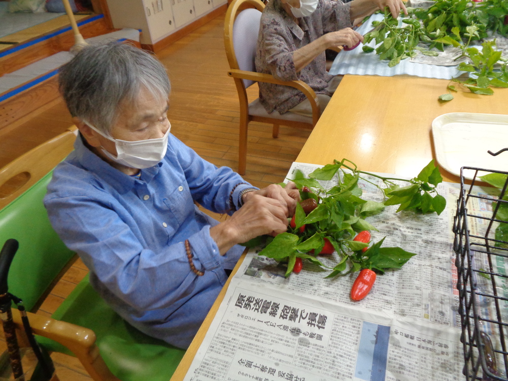 野菜収穫