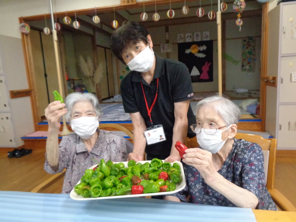 野菜収穫