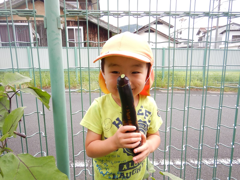 茄子を収穫する様子