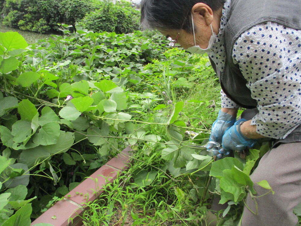 草抜き