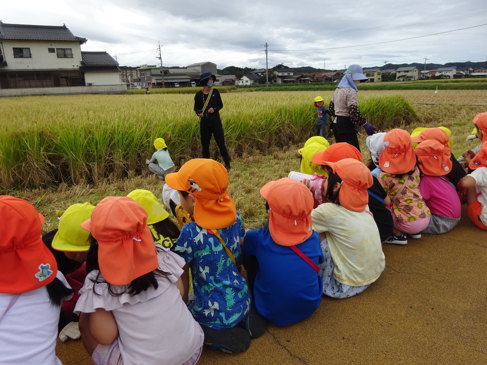 田んぼ