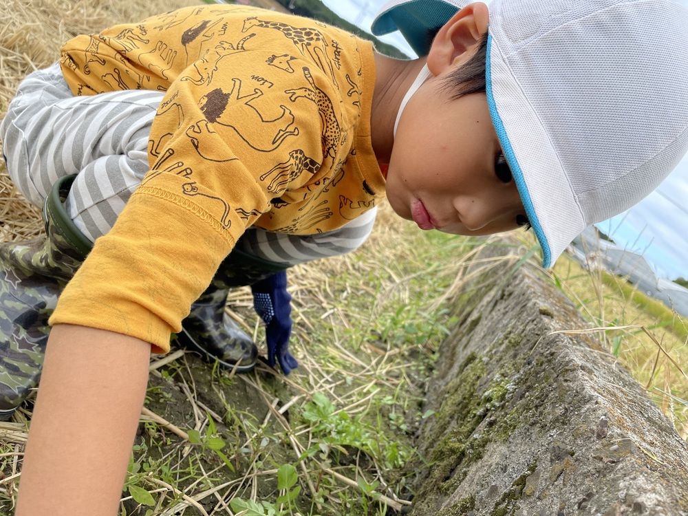 かえる