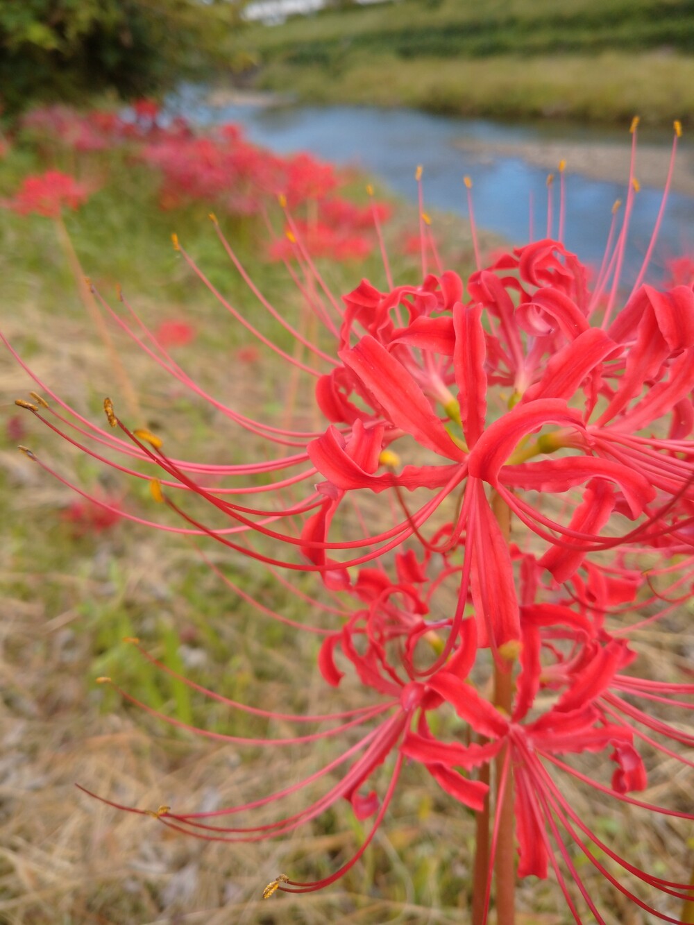 彼岸花