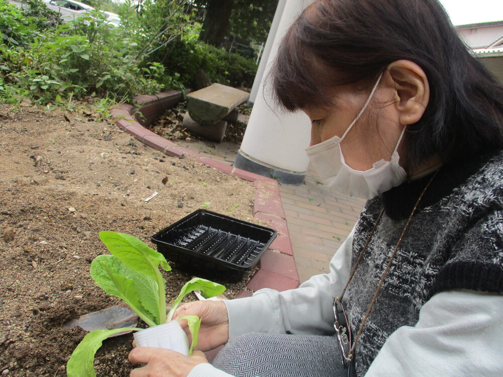 苗植え