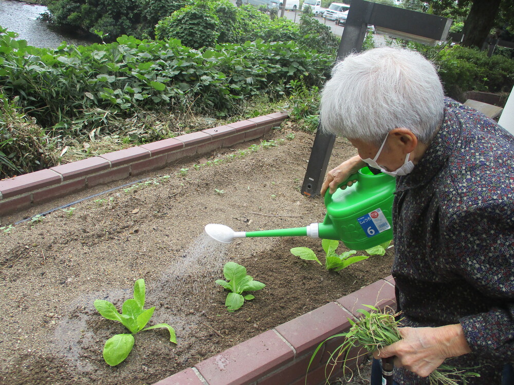 苗植え