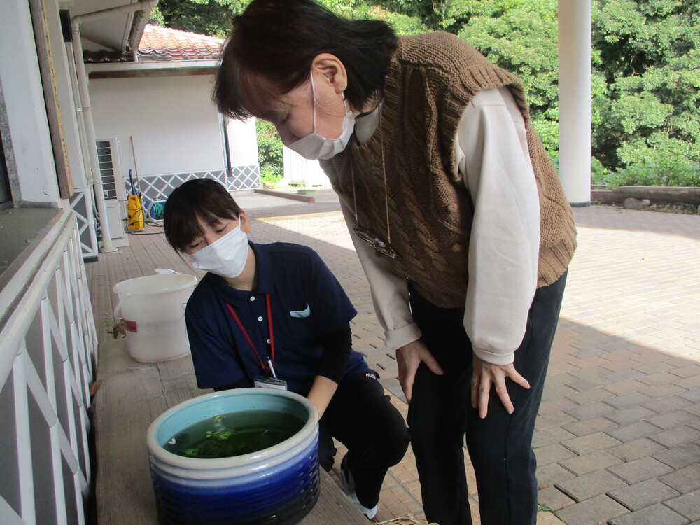 メダカ