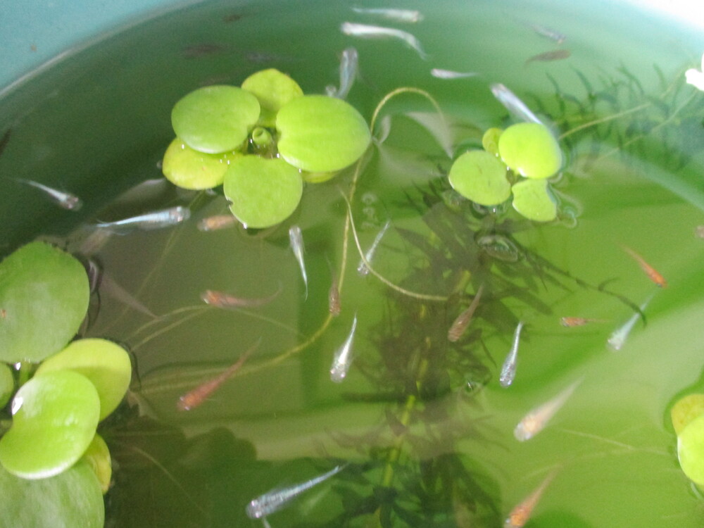 メダカ