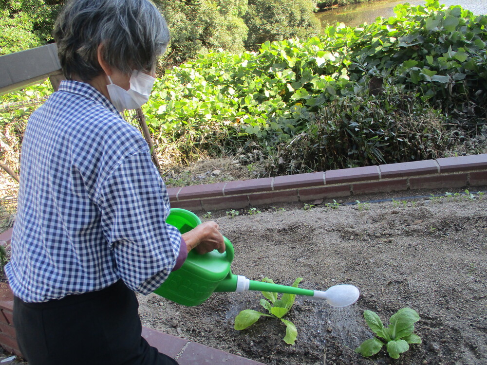 白菜水やり