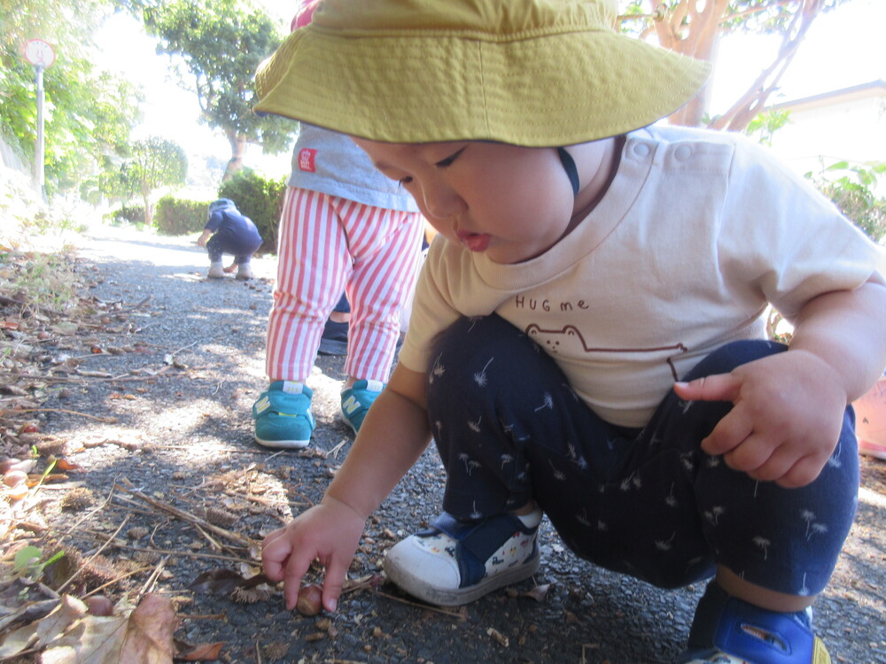 どんぐりを探す