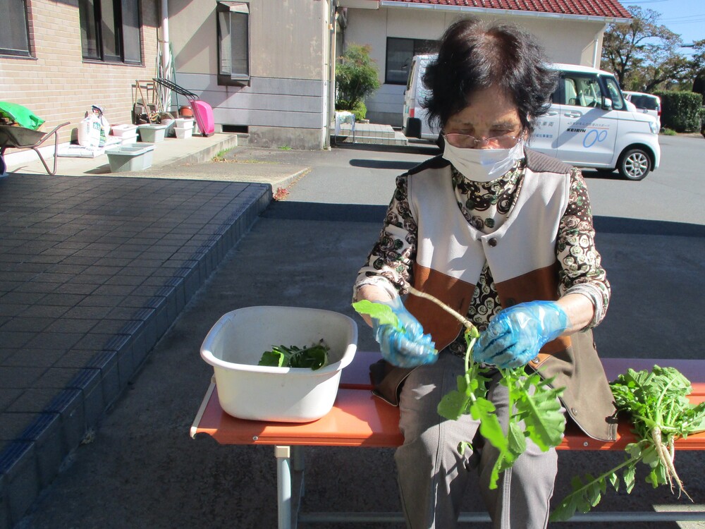 大根の間引き