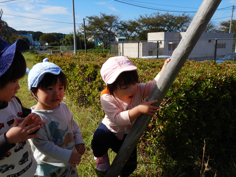 柱に登ってみる