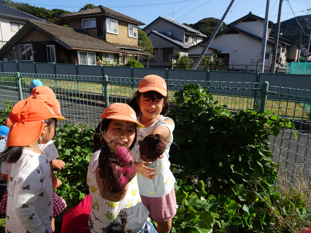 芋ほり