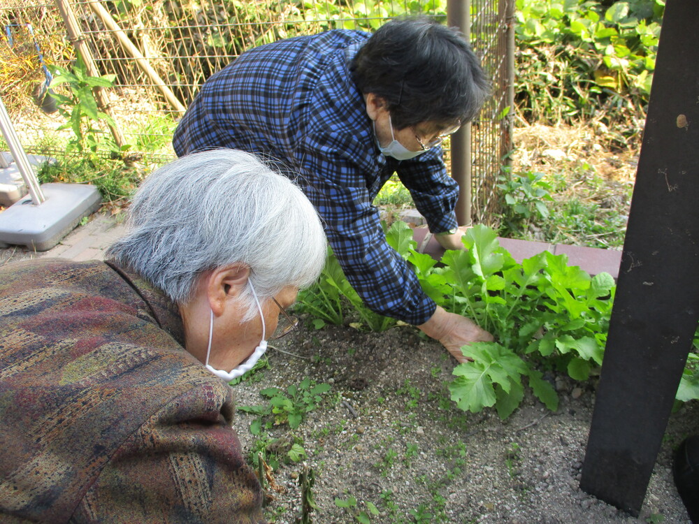 大根の間引き