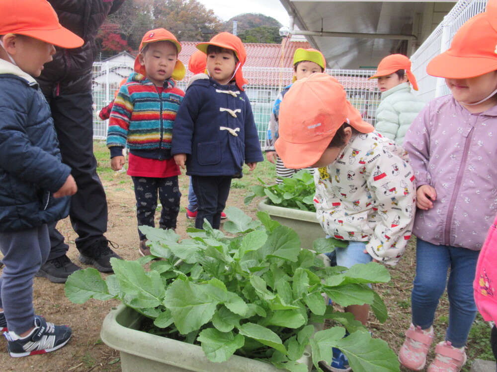 大根の葉っぱを見ている子どもたち
