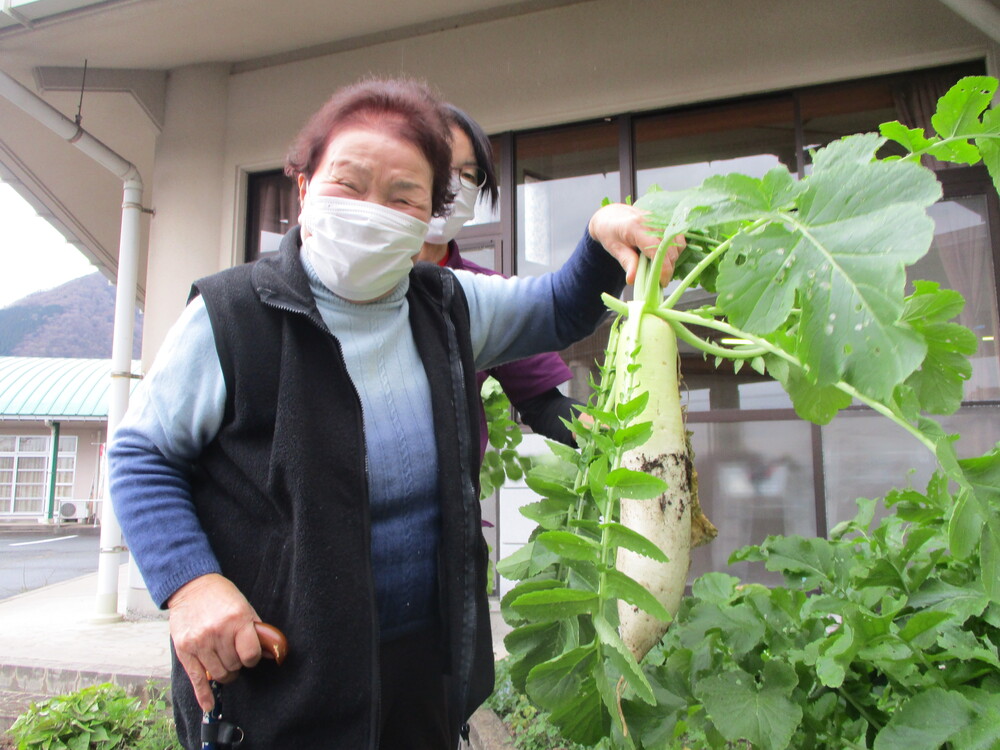 大根抜き