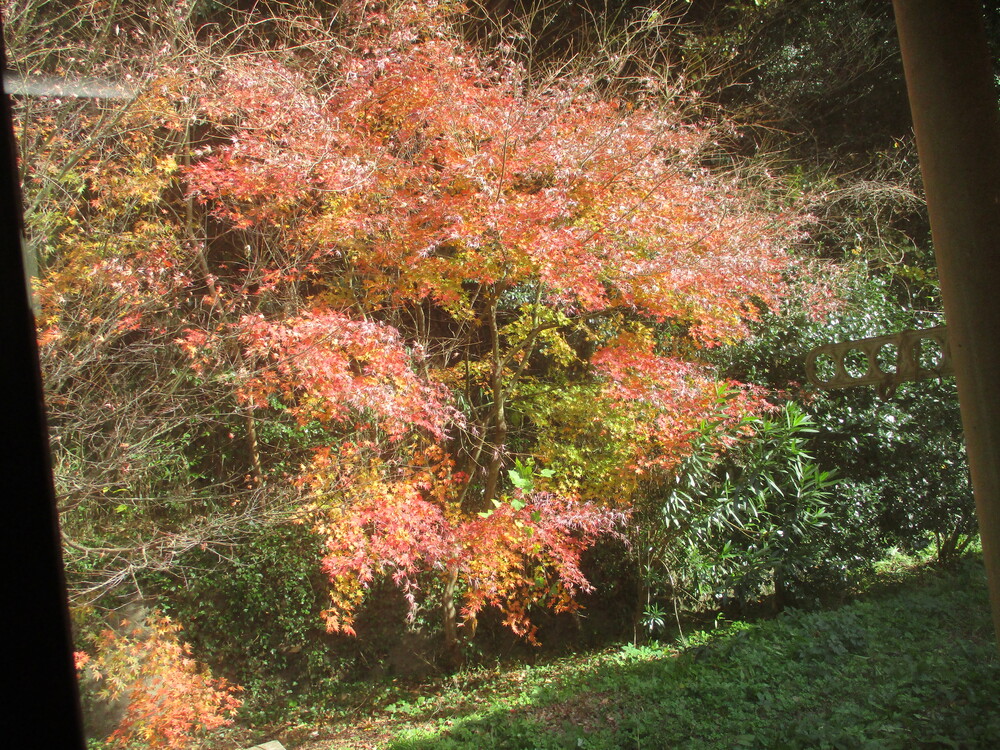 紅葉