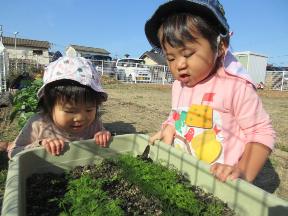 野菜を見る