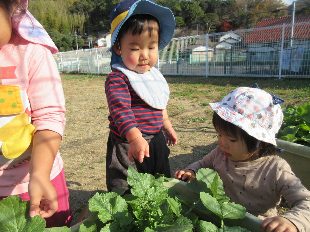 野菜を見る