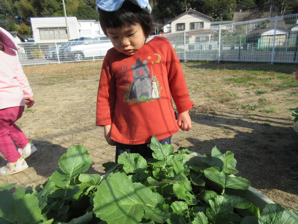 野菜を見る