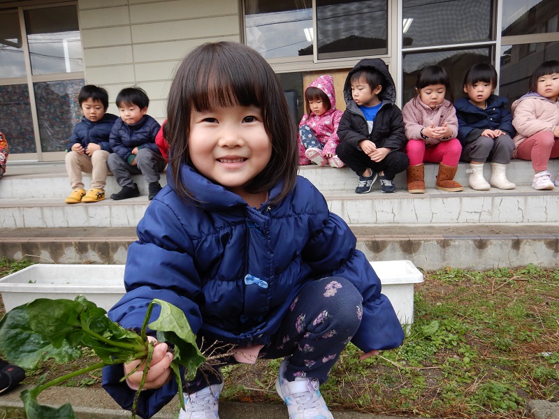 ほうれん草の収穫