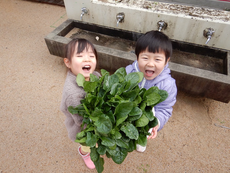 ほうれん草の収穫