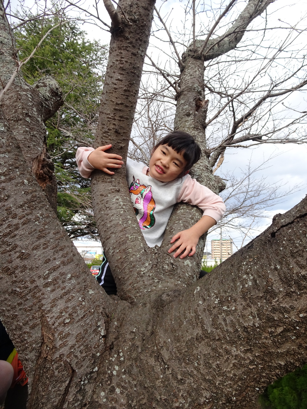 木登り