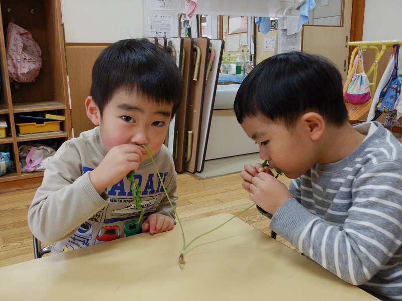 七草を匂う様子