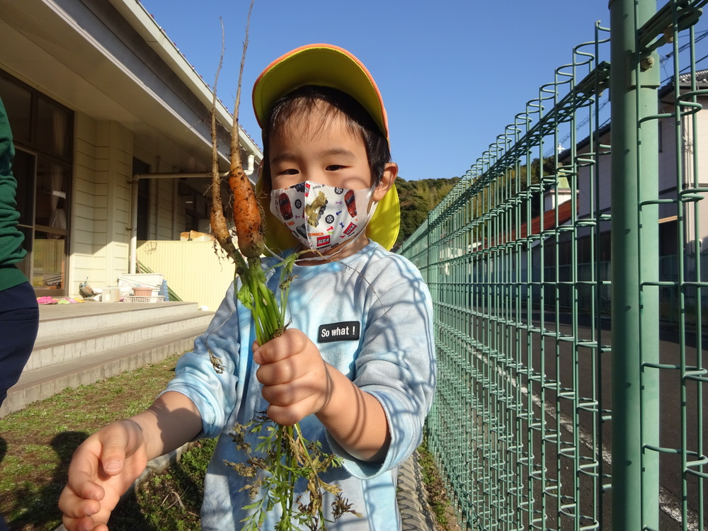 人参の収穫