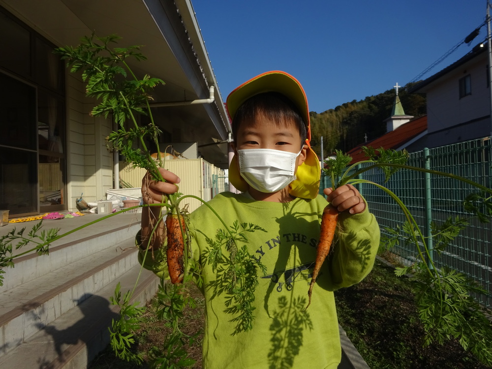 人参の収穫