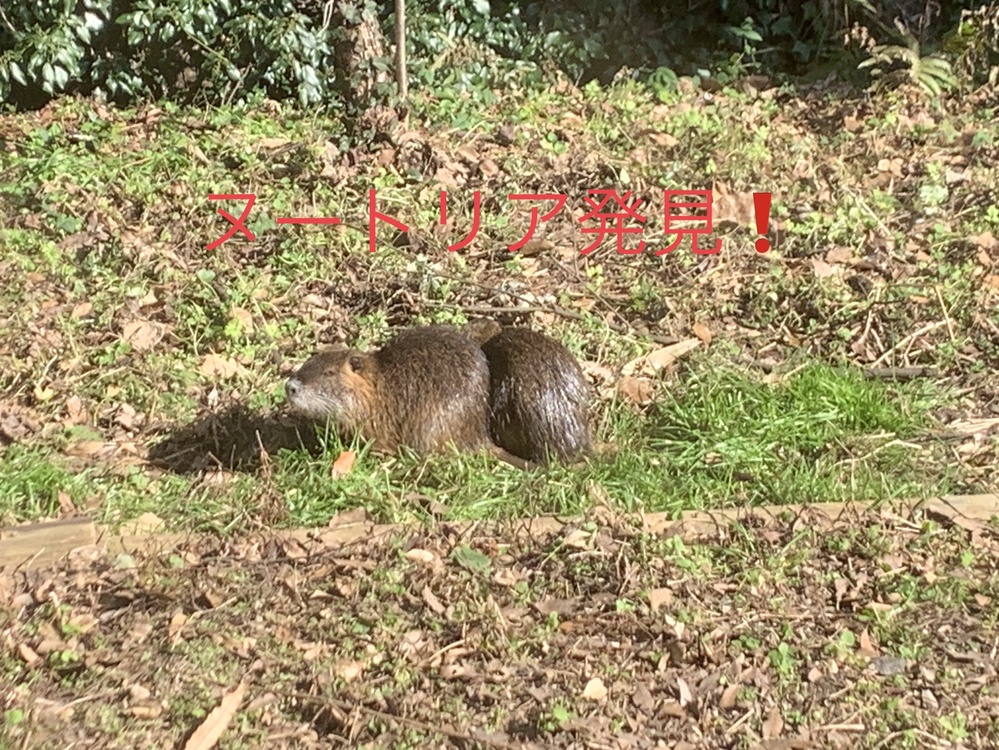 動物