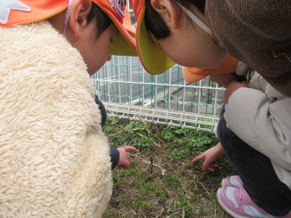 つくしを見ている子どもたち
