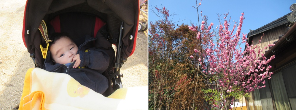 子どもが桃の花を見ている