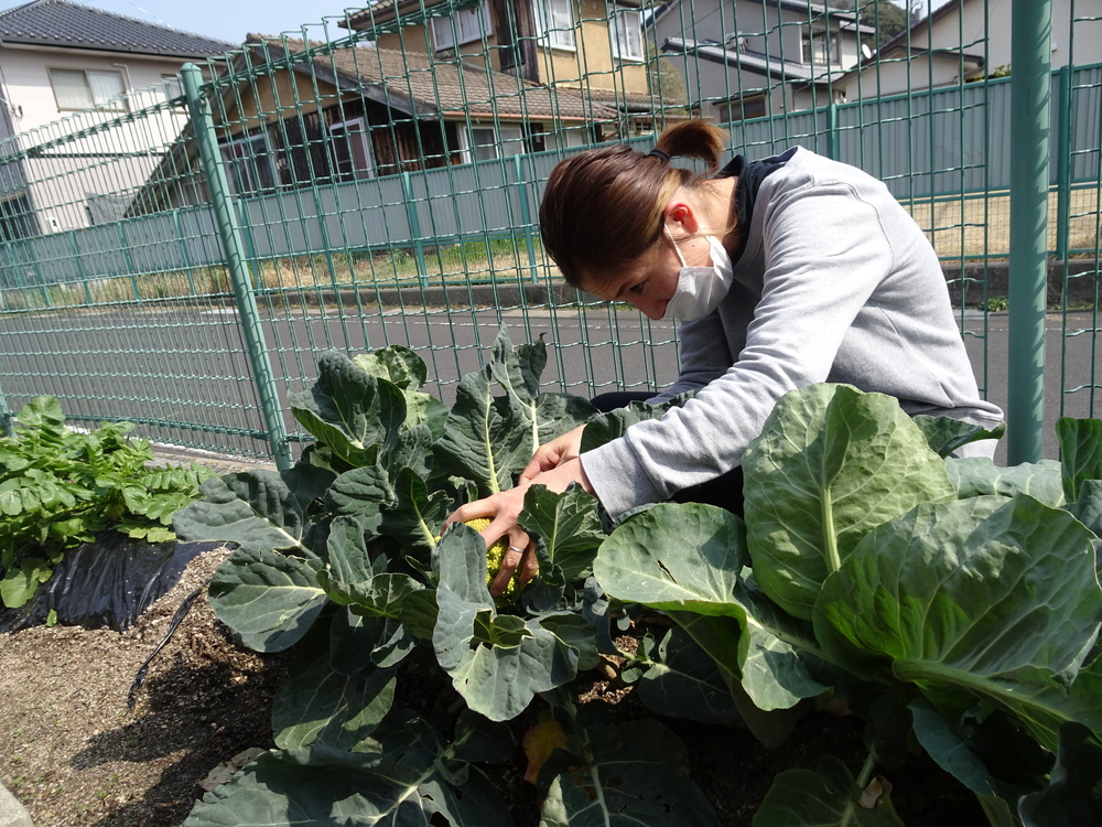 カリフラワーの収穫