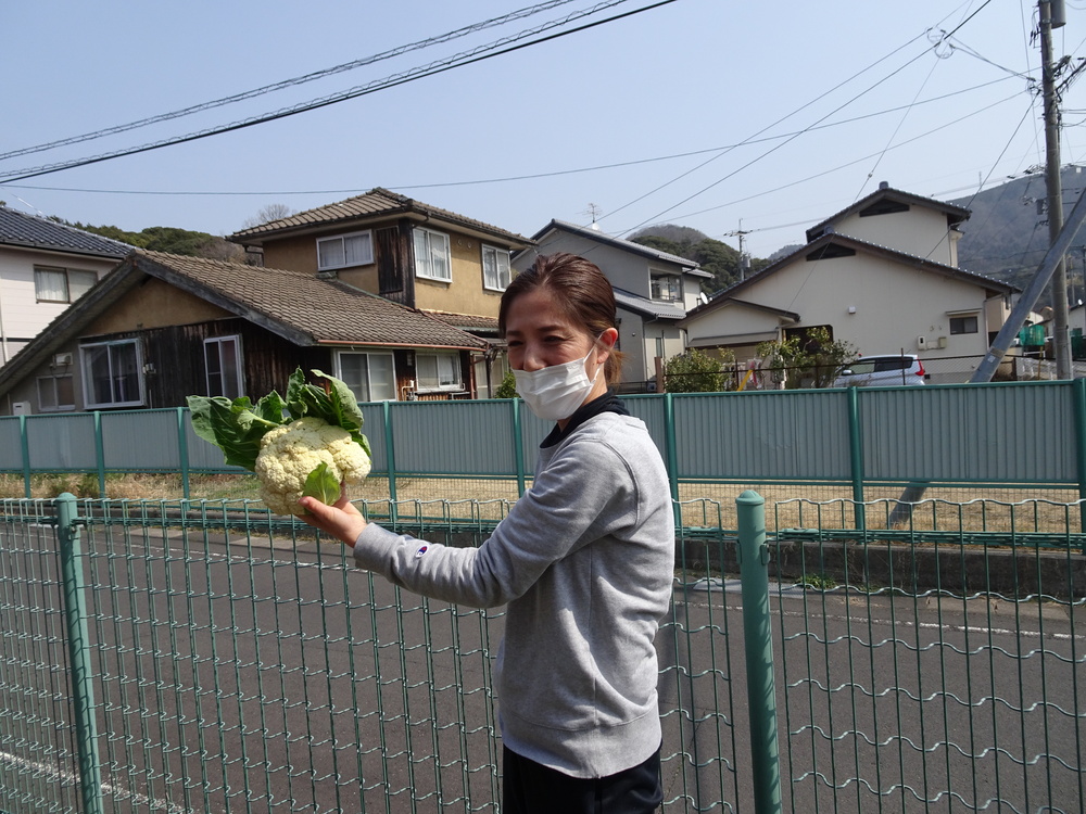 カリフラワーの収穫