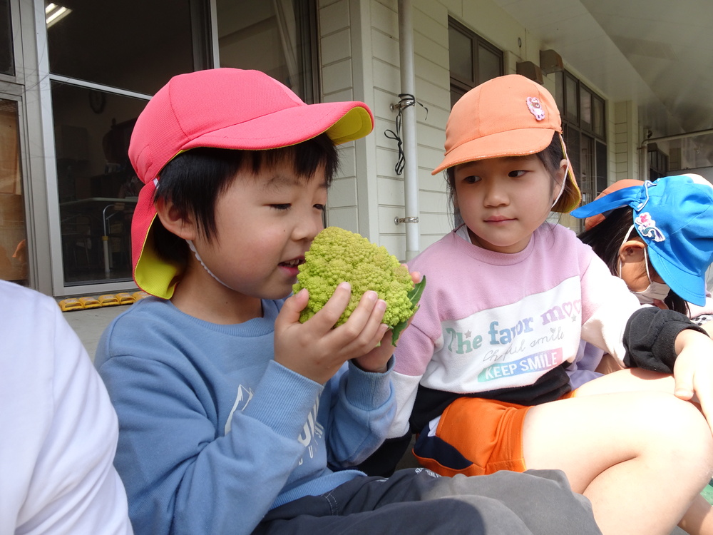 カリフラワーの収穫