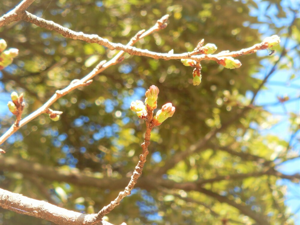 桜の蕾