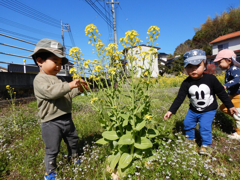 菜の花で遊ぶ