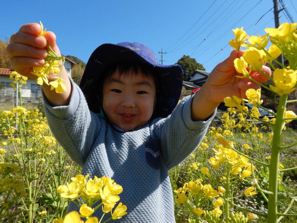 菜の花で遊ぶ