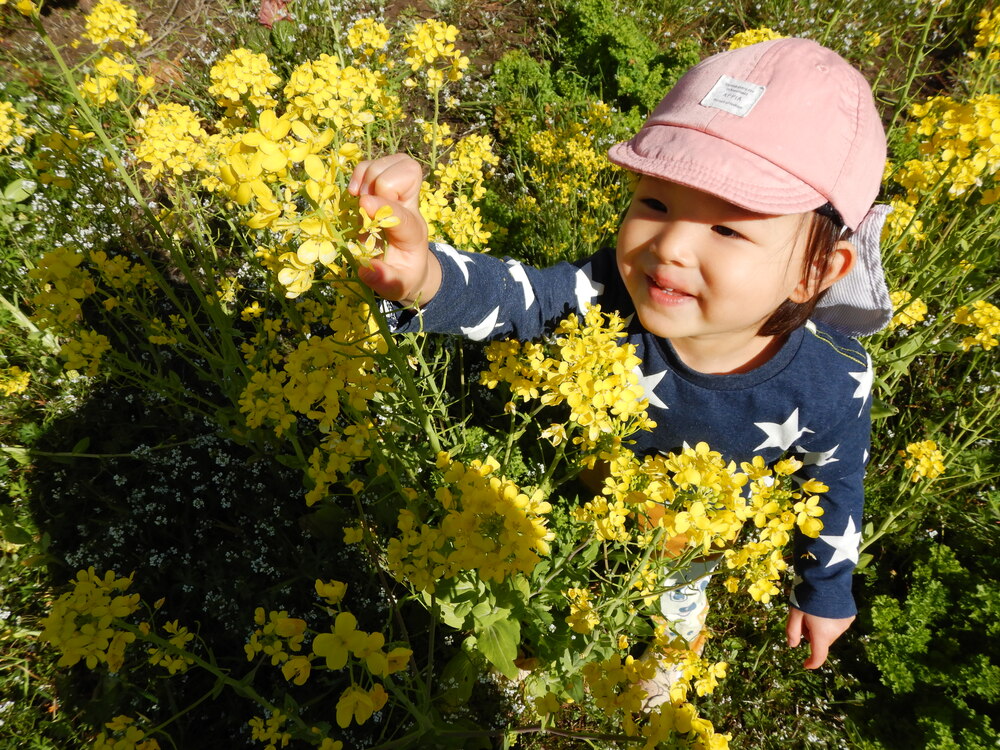 菜の花で遊ぶ