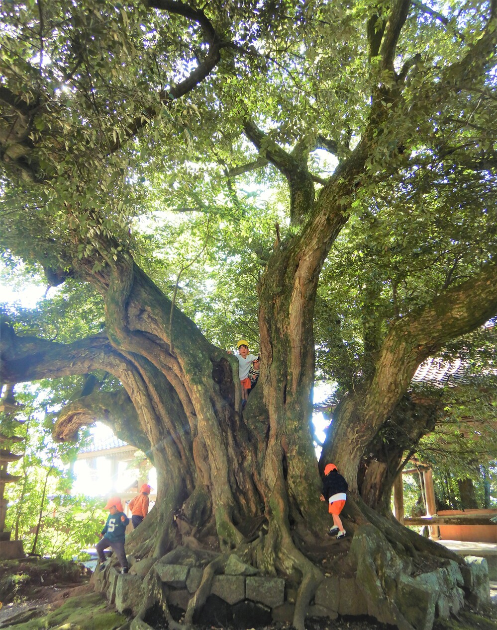 ばす組　散歩　法蔵寺　木登り