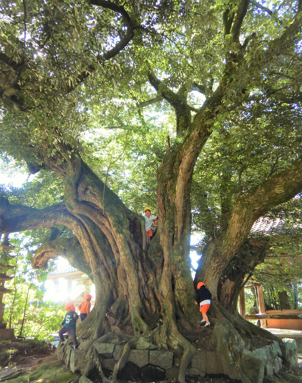 ばす組　散歩　法蔵寺　木登り