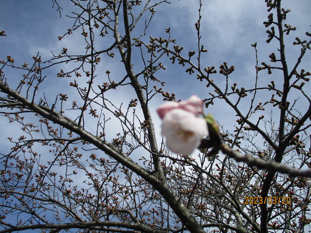 桜